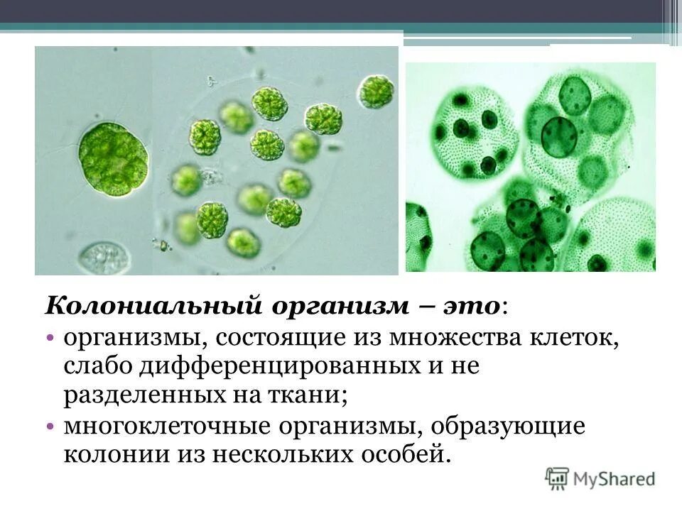 Водоросли дифференцированных клеток. Одноклеточные многоклеточные и колониальные. Одноклеточные колониальные и многоклеточные организмы. Колониальные организмы. Колонии одноклеточных организмов.