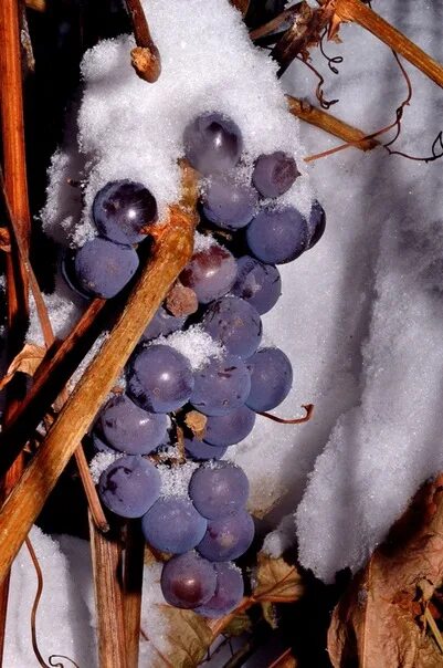 Виноград на зиму. Виноградники зимой. Дикий виноград зимой. Виноград Амурский зимой.