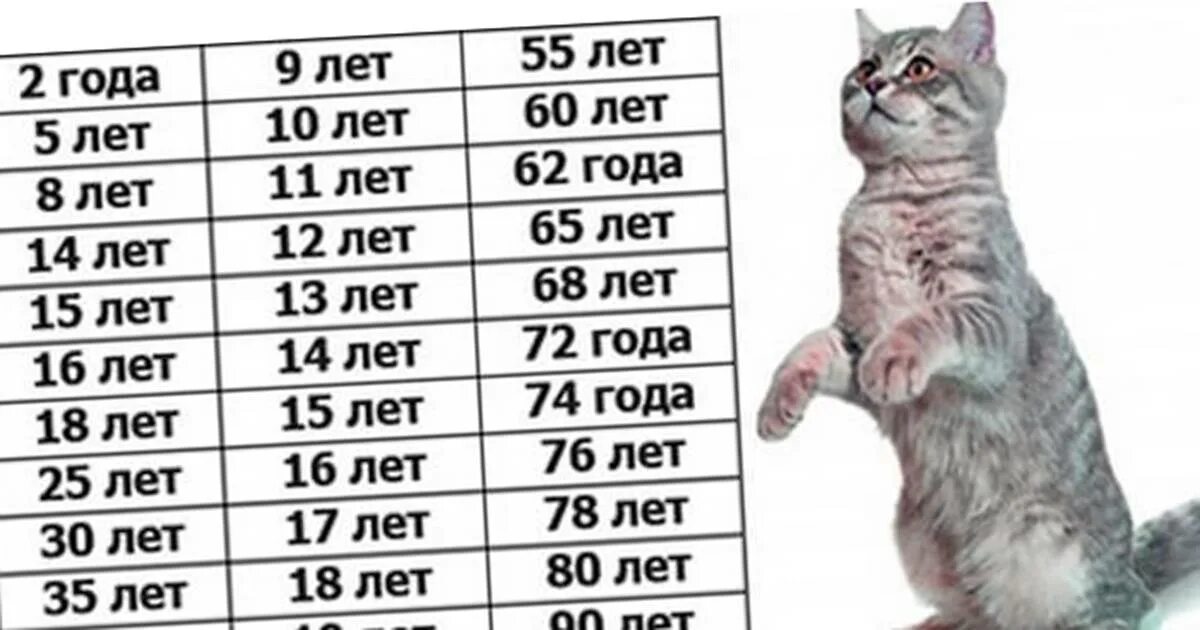 Коту 10 лет сколько по человеческим меркам. Кочьи года. Годы кота по человеческим. Возраст по кошачьи. Год кошки.