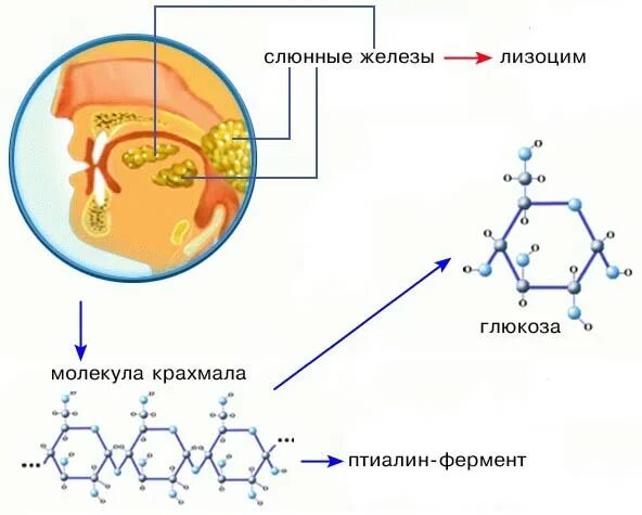 Расщепление углеводов в ротовой ферментами. Расщепление углеводов в ротовой полости амилаза. Лизоцим в ротовой полости. Лизоцим молекула. Фермент птиалин расщепляет