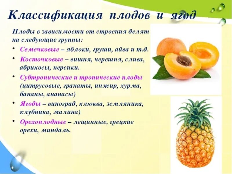 Тыквенные овощи перечень. Виды плодов овощей. Плодовые овощи классификация. Семечковые плоды классификация. Виды плодов овощей.