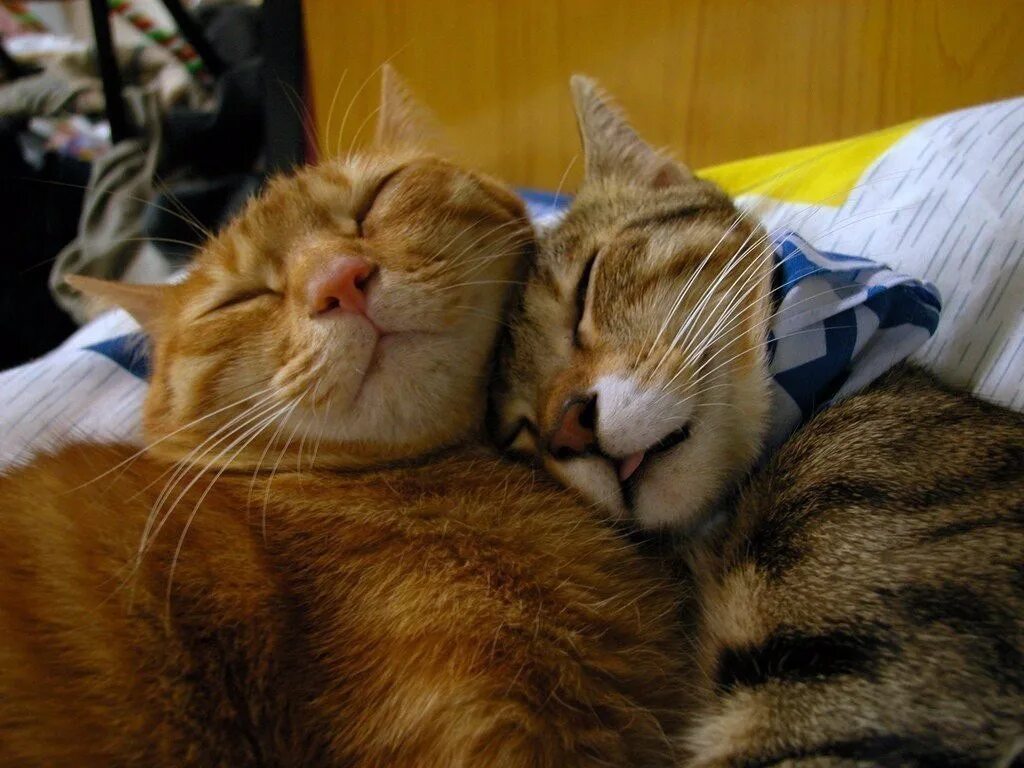 Романтичные котики. Коты спят в обнимку. Любвеобильный кот. Любвеобильный кот. Любвеобильный кот.