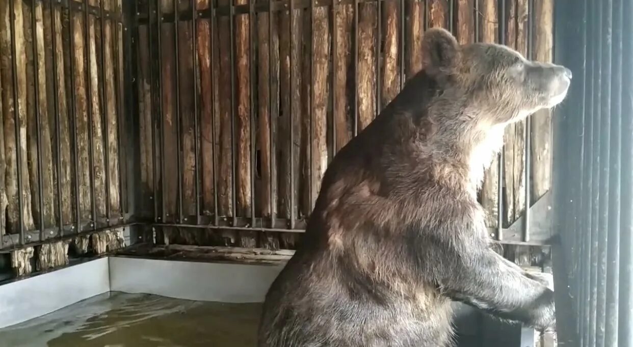 Сиб медведь. Самарский зоопарк медведь. Самарский зоопарк медведь Умка. Медведь в зоопарке Самаре. Медведь купается в зоопарке.