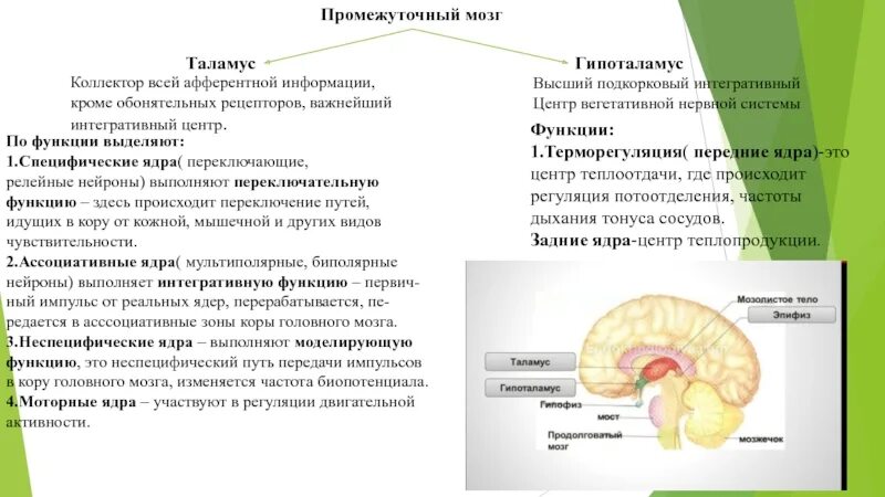 Промежуточный мозг структура и функции. Функции гипоталамуса промежуточного мозга. Функции промежуточного мозга физиология. Отделы головного мозга таламус и гипоталамус.