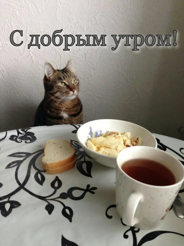Проснулись тогда доброе утро. Коты утром на кухне. доброе утро кот на кухне. с добрым майским утром смешные. доброе майское утро котики.