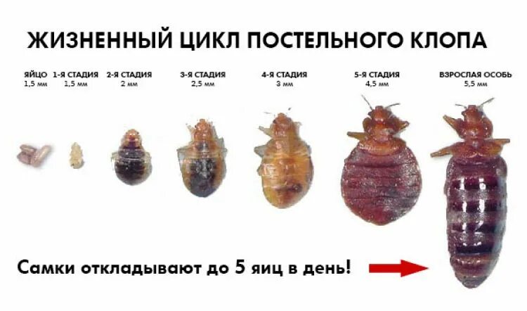 цикл развития постельного клопа.