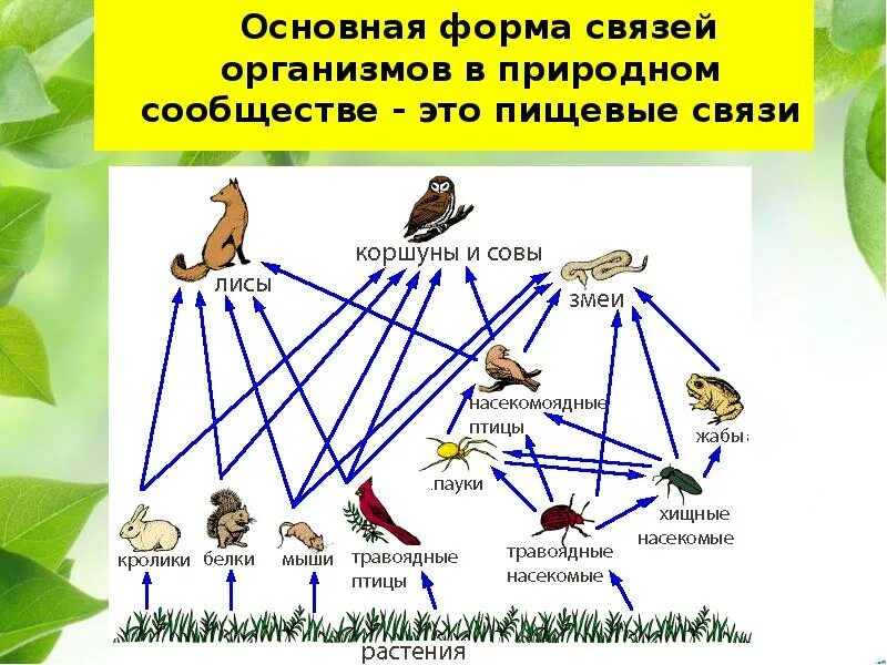 Конспект урока взаимосвязи организмов в природных сообществах. Схема пищевых связей. Пищевая цепочка. Пищевые связи в природе. Схема пищевой сети.