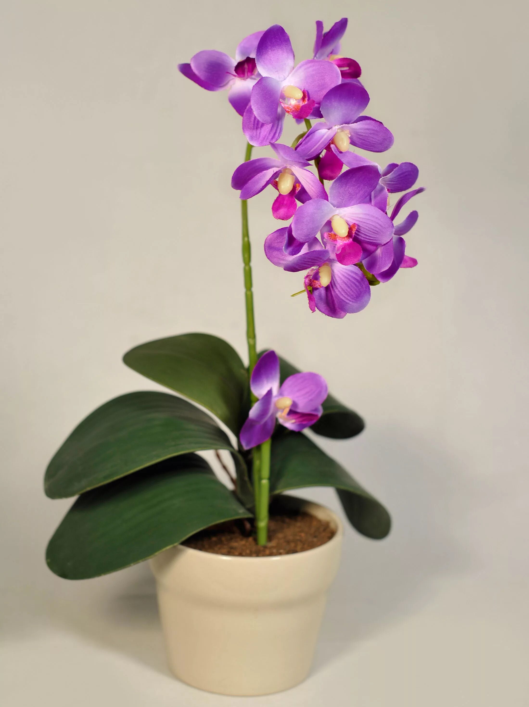 Комнатная орхидея название
