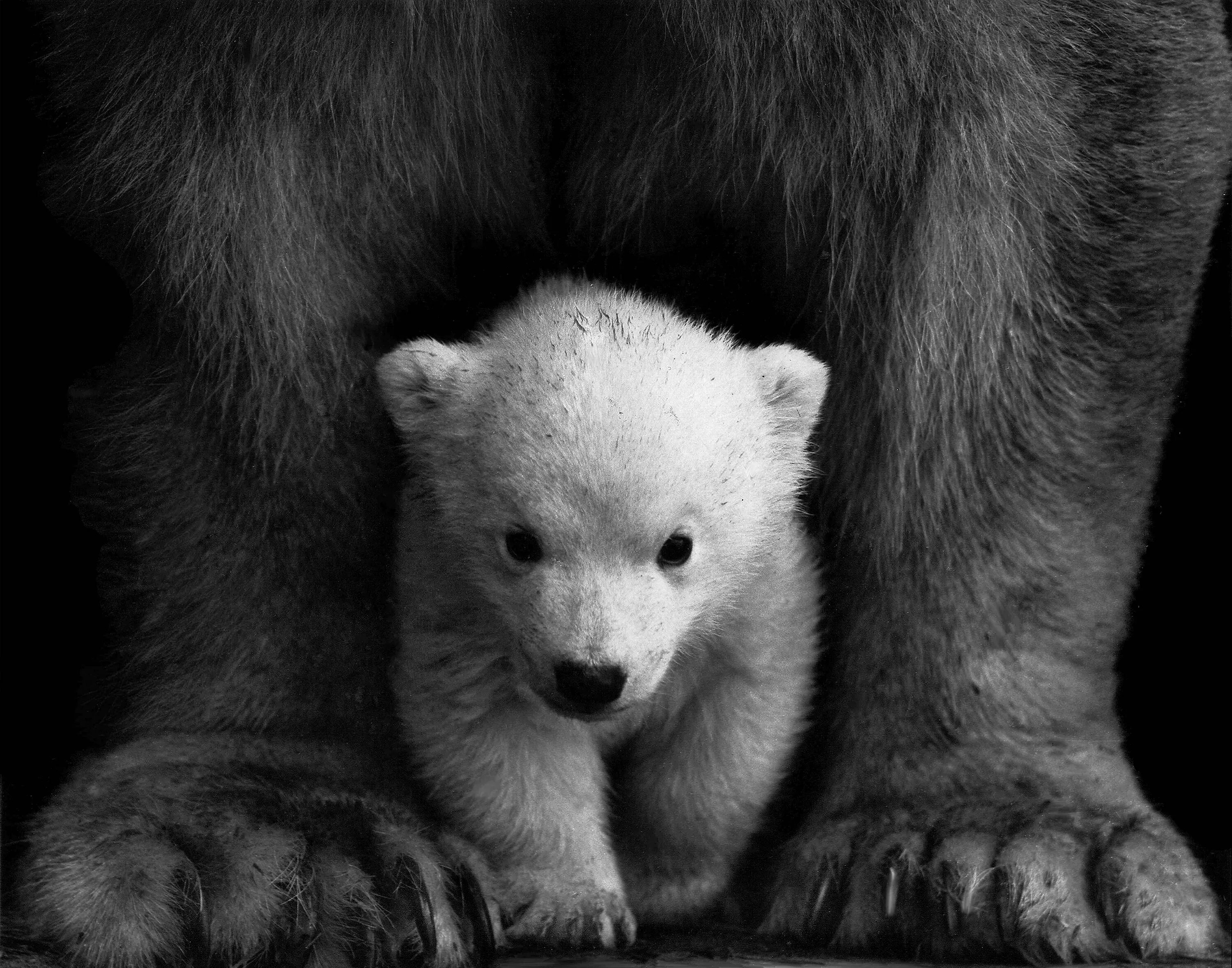 Медвежонок. Красивый Медвежонок. Медведь черно белый. Медведь с медвежонком. Картинка маленького мишки
