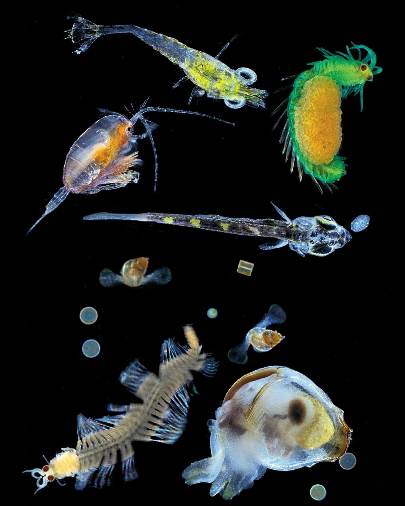 Биомасса фитопланктона в теплых морях больше. Планктон зоопланктон. Зоопланктон и фитопланктон. Зоопланктоны ракообразные. Зоопланктон коловратки.