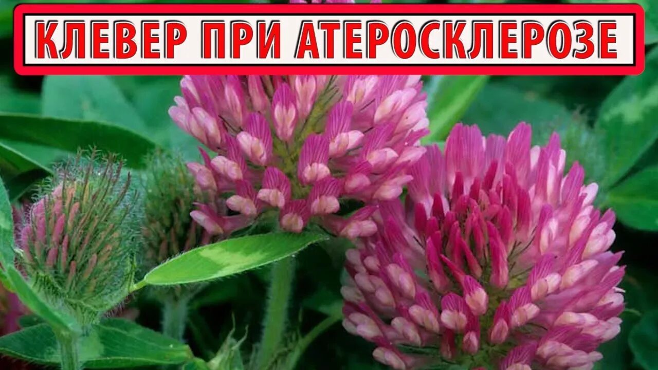 Клевер луговой 100%. Красный клевер сушеный. Красный клевер лечебные свойства. Клевер луговой красный сидерат. Красный клевер свойства отзывы.