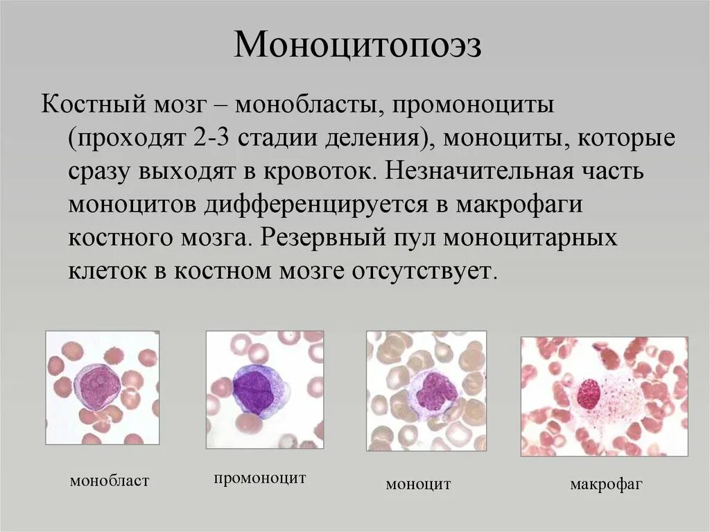 Моноцитопоэз стадии и клеточные формы. Гранулоцитопоэз и моноцитопоэз. Дифферон клеток крови. Монобласт промоноцит моноцит Макрофаг. Костный мозг собаке