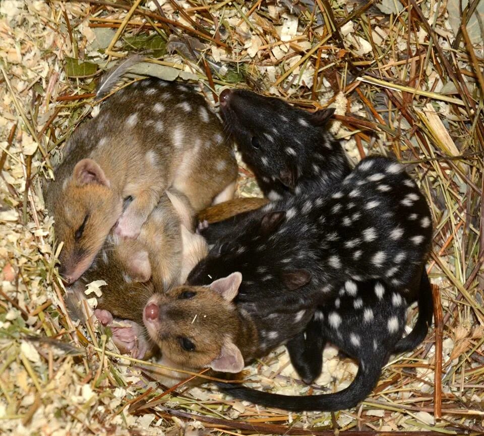 женский пол у дрозофилы. двух черных самок мыши скрещивали с коричневым самцом. сокращены мыши самец и самка имели черную длинную шерсть. скрещены мыши самец и самка. самка мыши.