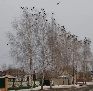 Волгоград грачи автобус