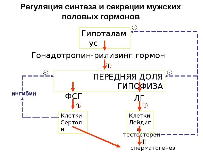 Регуляция мужских гормонов. Регуляция синтеза женских половых гормонов. Регуляция образования мужских гормонов. Гормональная регуляция мужской репродуктивной системы. Женские половые гормоны секретируются