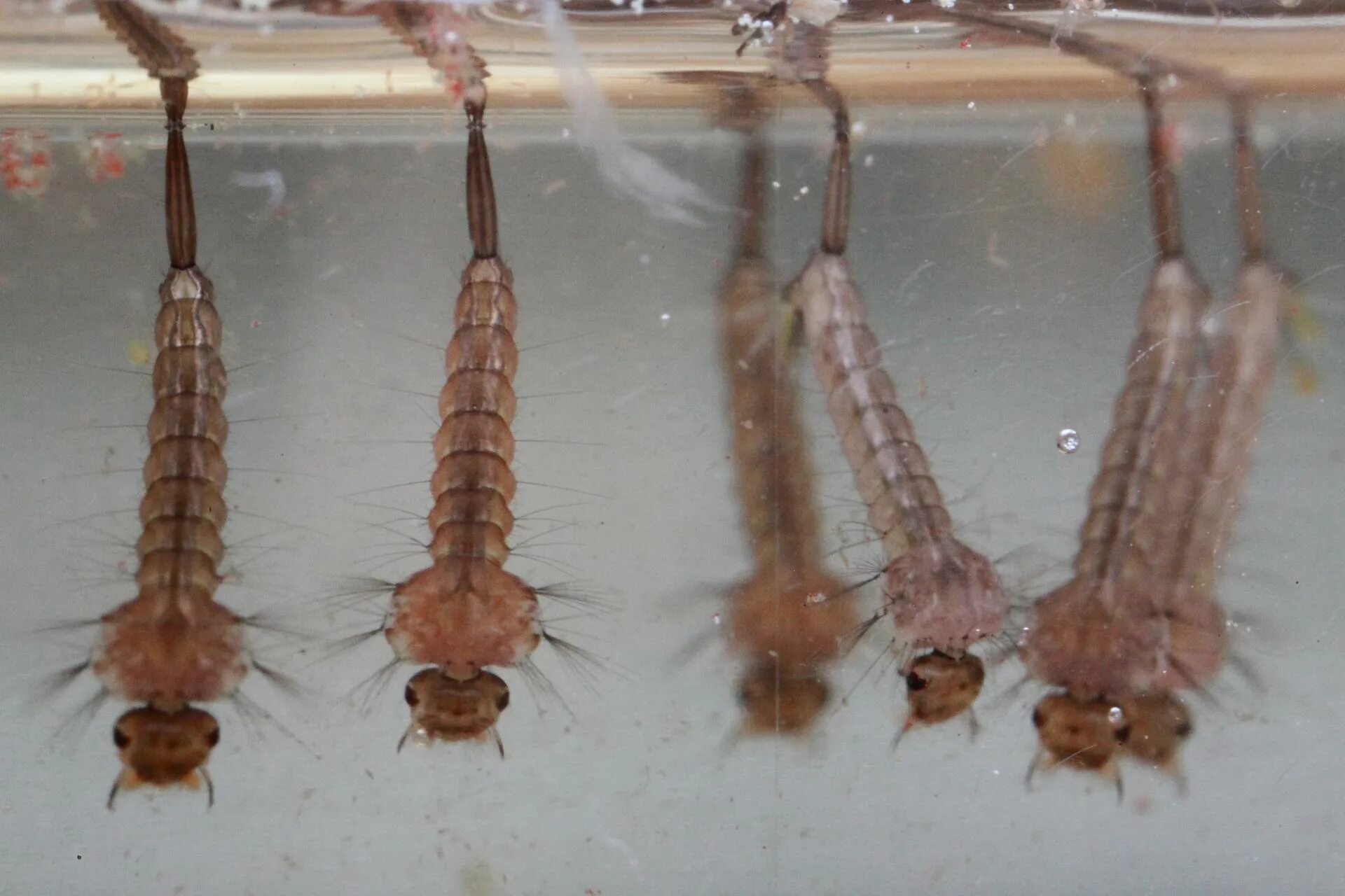 какие личинки живут в воде