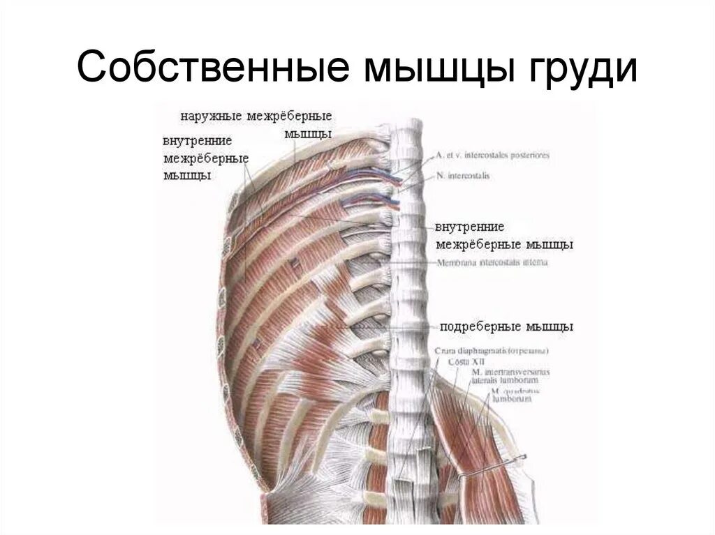 Наружные и внутренние межреберные мышцы функции. Наружные межреберные мышцы анатомия. Внутренние мышцы грудной клетки анатомия. Наружные межреберные мышцы грудины.