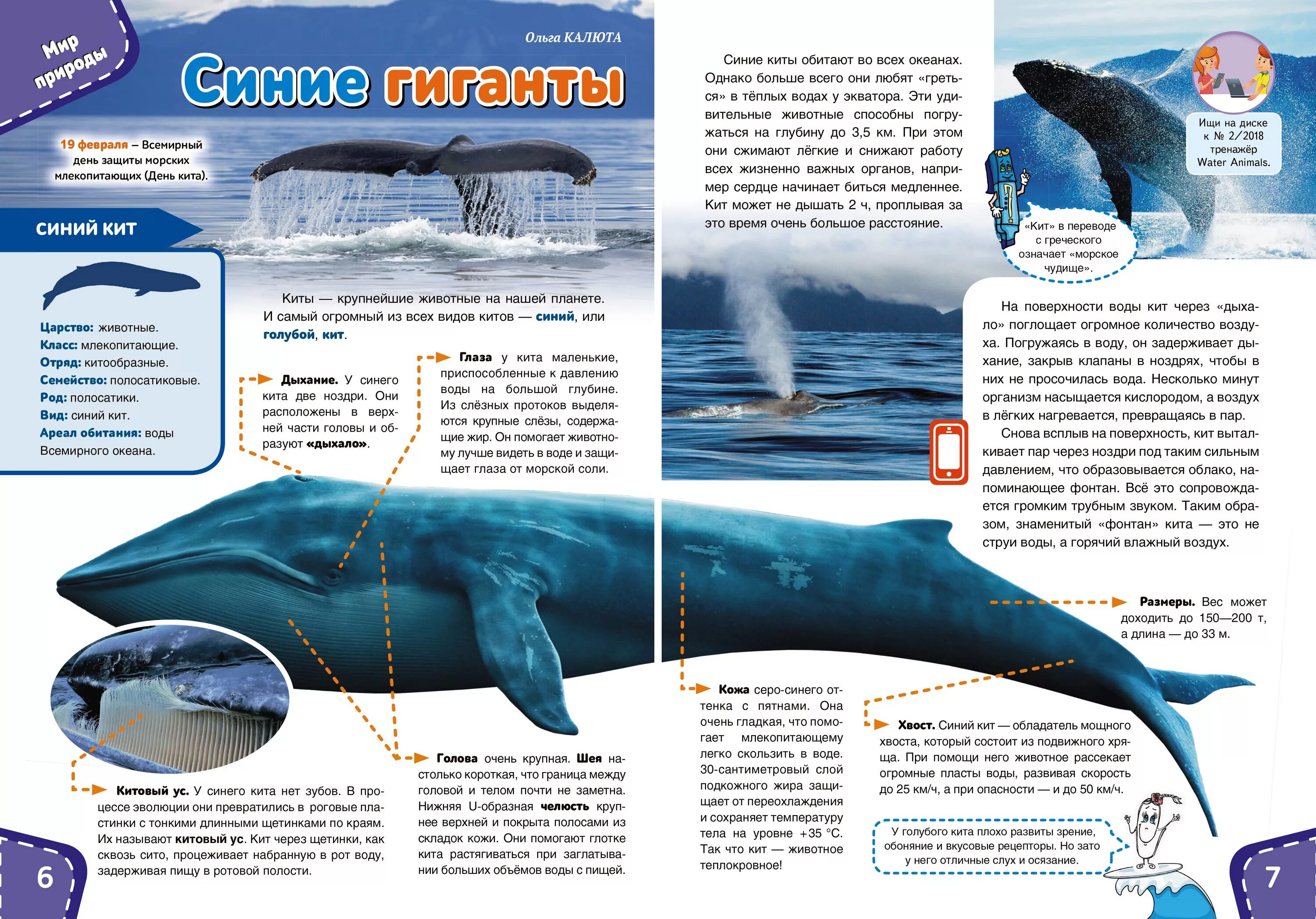 Где живут синие. Синий кит. Голубой кит. Размеры синих китов. Синий кит Размеры.