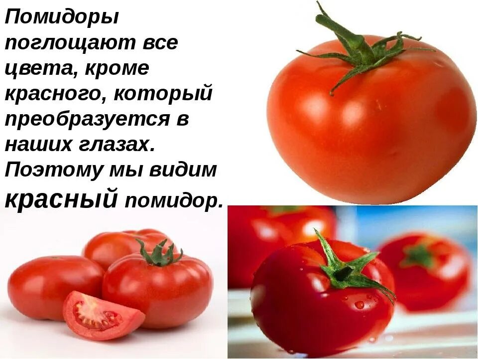 Почему помидор красный. Информация о помидоре. Стишок про томат. Польза помидоров. Почему помидоры красные