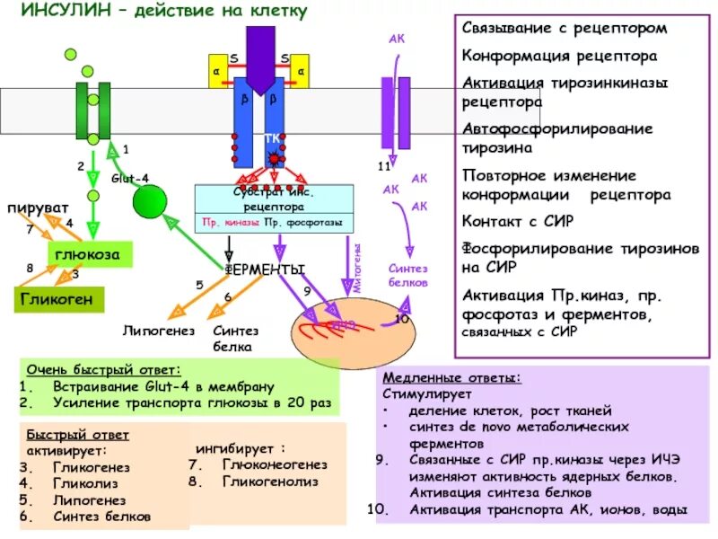 Схема механизма действия инсулина на клетку. Механизм действия инсулина на клетки. Действие инсулина на клетку схема. Механизм действия инсулина на клетки организма. Участвует в синтезе инсулина