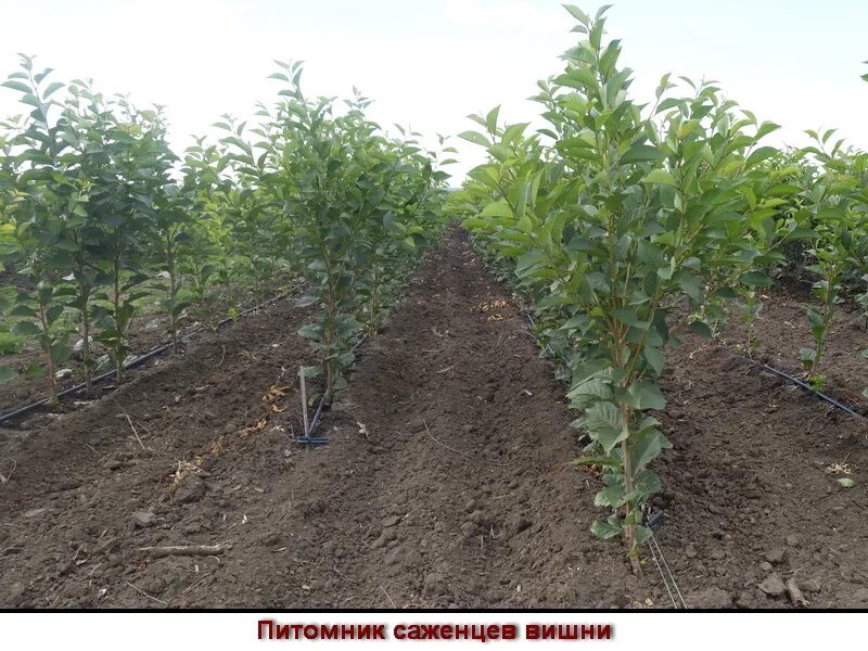 питомник растений в челябинске. иркутский питомник саженцев. челябинский питомник саженцев. питомник растений в краснодаре хутор ленина. челябинский питомник саженцев.