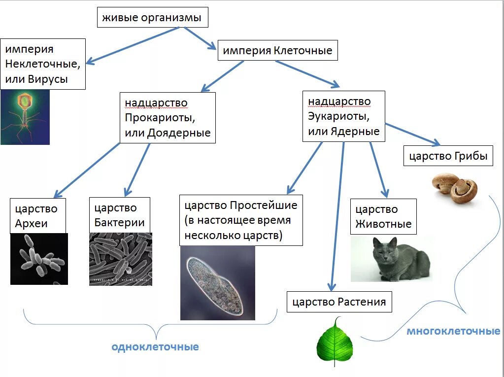 Основные царства живого. Живые организмы подразделяются на 5 Царств:. Классификация живых организмов 5 класс биология. Классификация животных растений бактерий грибов. Классификация живых организмов царства подцарства.