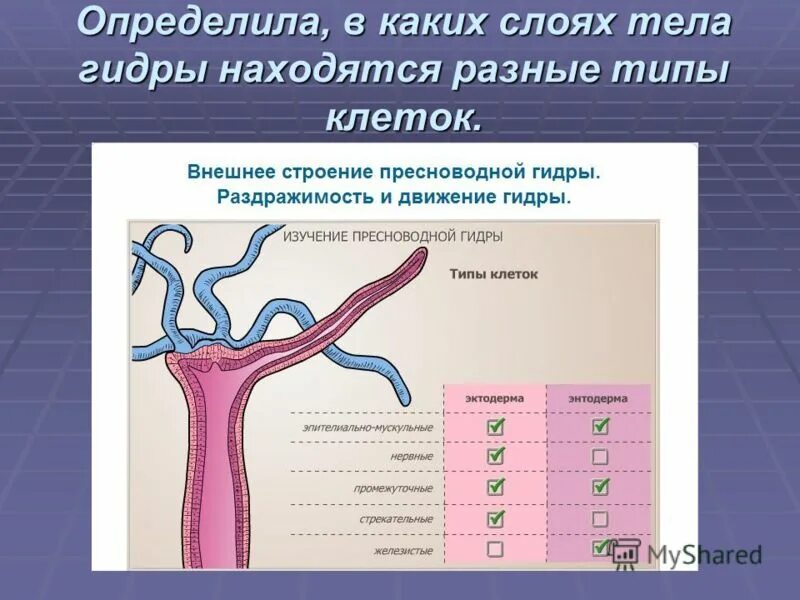 Стрекательные клетки находятся у гидры в