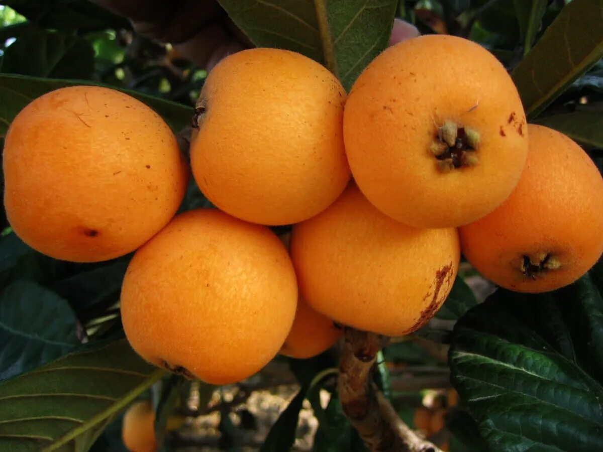 Мушмула японская локва. Фрукт абхазии оранжевый мушмула. Мушмула азгиль. Мушмула германская. Мушмула узбекская.