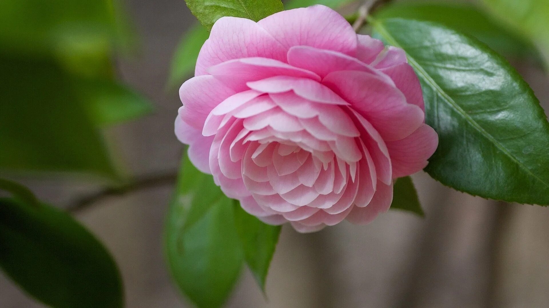 Камелия см. Миддлемист Камелия. Камелия японская Camellia japonica.