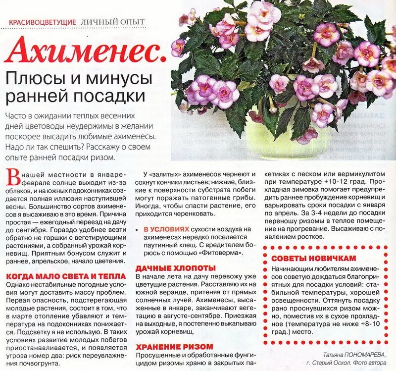 домашние цветы журнал толока январь 2024 год