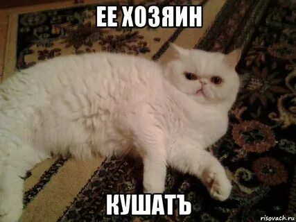Она хозяин чего