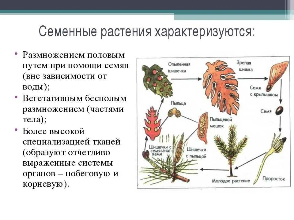 Споры и семя различие. Голосеменные высшие семенные растения. Половое размножение семенных растений. Низшие высшие споровые семенные растения. Семенное размножение растений таблица.