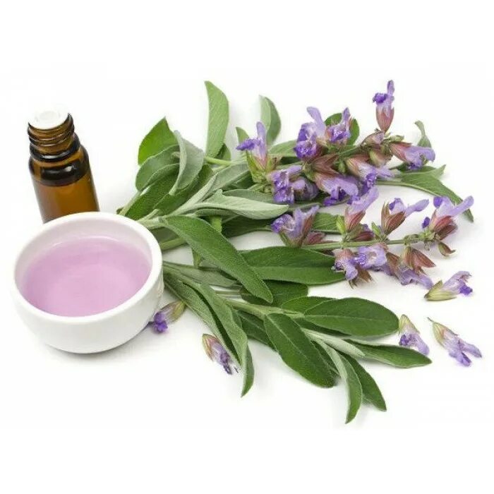 Salvia extract. Шалфей мускатный. шалфей лекарственный эфирное масло. масляный экстракт шалфея. salvia officinalis.