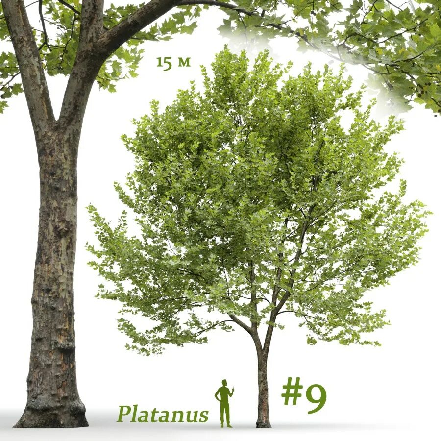 Plane tree