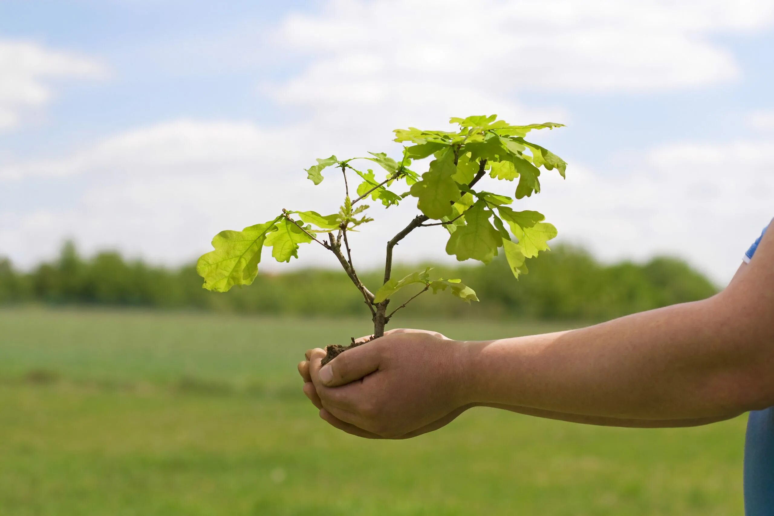 My new tree. Сажать деревья. Посадка деревьев. Люди сажают деревья. Посадка леса.