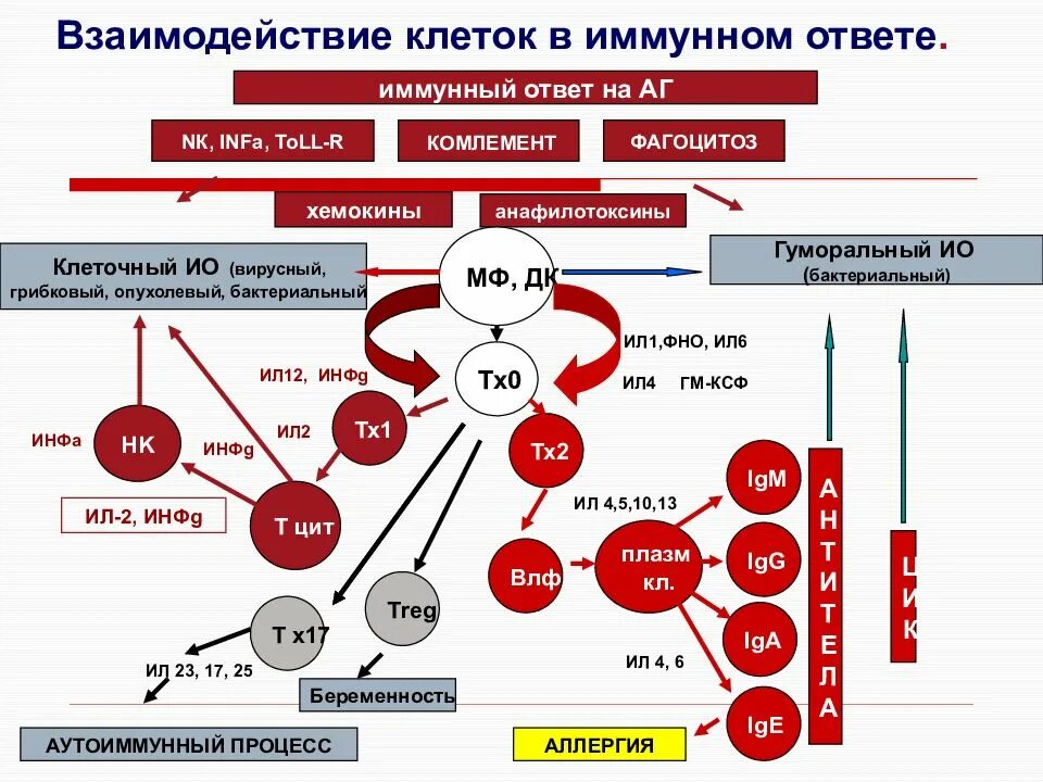 Развитие иммунного ответа