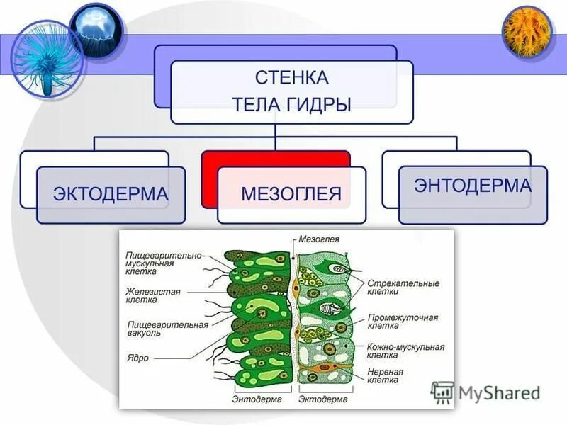 Тип кишечнополостные строение гидры. Строение гидры слои клеток. Типы клеток эктодермы гидры. Клетки кишечнополостных. Нервные клетки эктодермы.