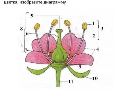 Цветоложе