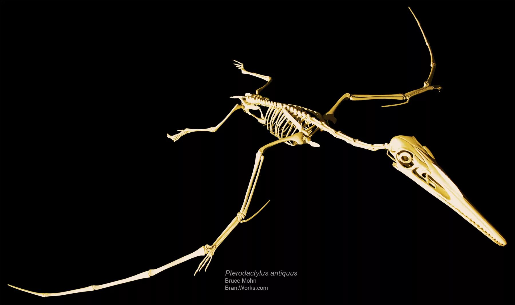 Скелет птеродактиля. Pterodactylus antiquus. Скелет птеродактиля кости. Rhamphorhynchus скелет. Летающий скелет