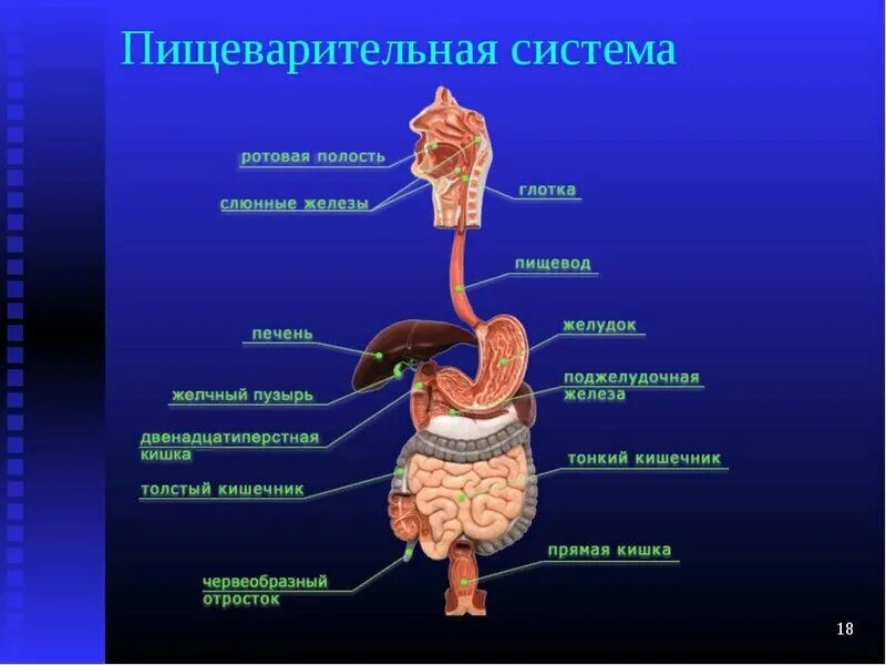 Из каких отделов состоит пищеварительный тракт. Последовательность отделов пищеварительной системы. Компоненты пищеварительной системы схема. Системы органов человека пищеварительная система. Внутреннее строение человека пищеварительная система.