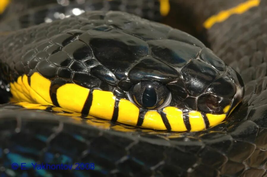 змея ужик обыкновенный. змея с желтыми пятнами. змея ушик. черный змей с желтой головой. змея гадюка желтенькая.