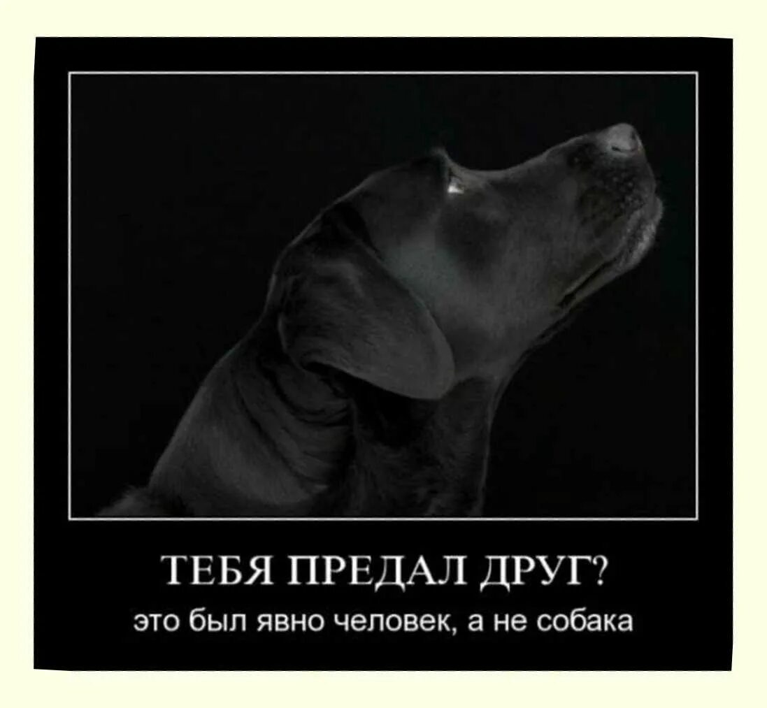 Друзьями и всегда будете. Собаки лучше людей. Животные лучше людей. Демотиваторы про предательство. Собака лучше человека высказывания.