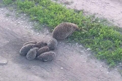 Ворон переводит ежика через дорогу