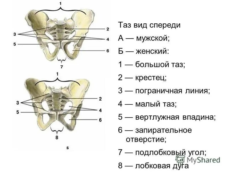 Лобковая область мужчины