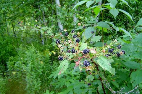 Куст ежевики фото