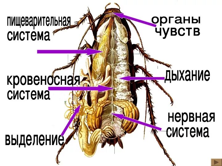 Строение насекомого майского жука. Внутреннее строение насекомых кровеносная система. Кровеносная система насекомых 7 класс биология. Внутреннее строение насекомых 7 класс биология. Кровеносная система таракана.