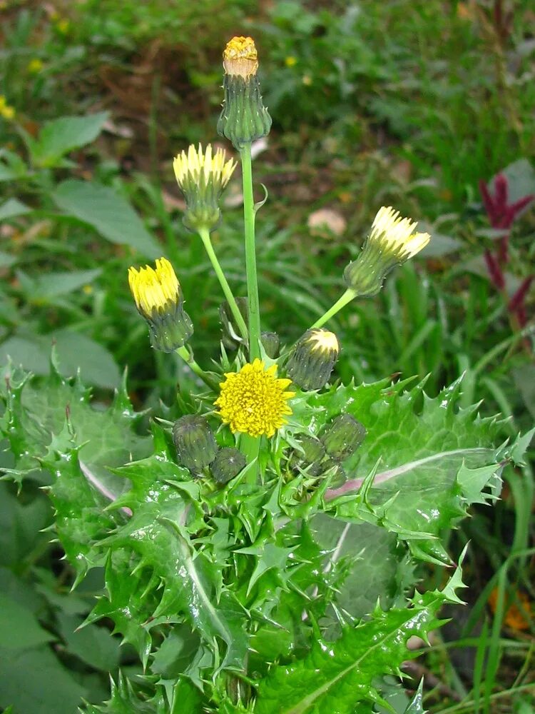 Осот полевой. Молочай осот огородный. Осот желтый полевой. Осот полевой (Sonchus arvensis),. Осот полевой сорняк