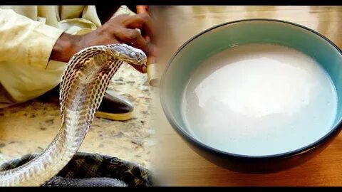 Excited to uncover the secrets about milk and snakes in the Snake Charmer’s Tale! 