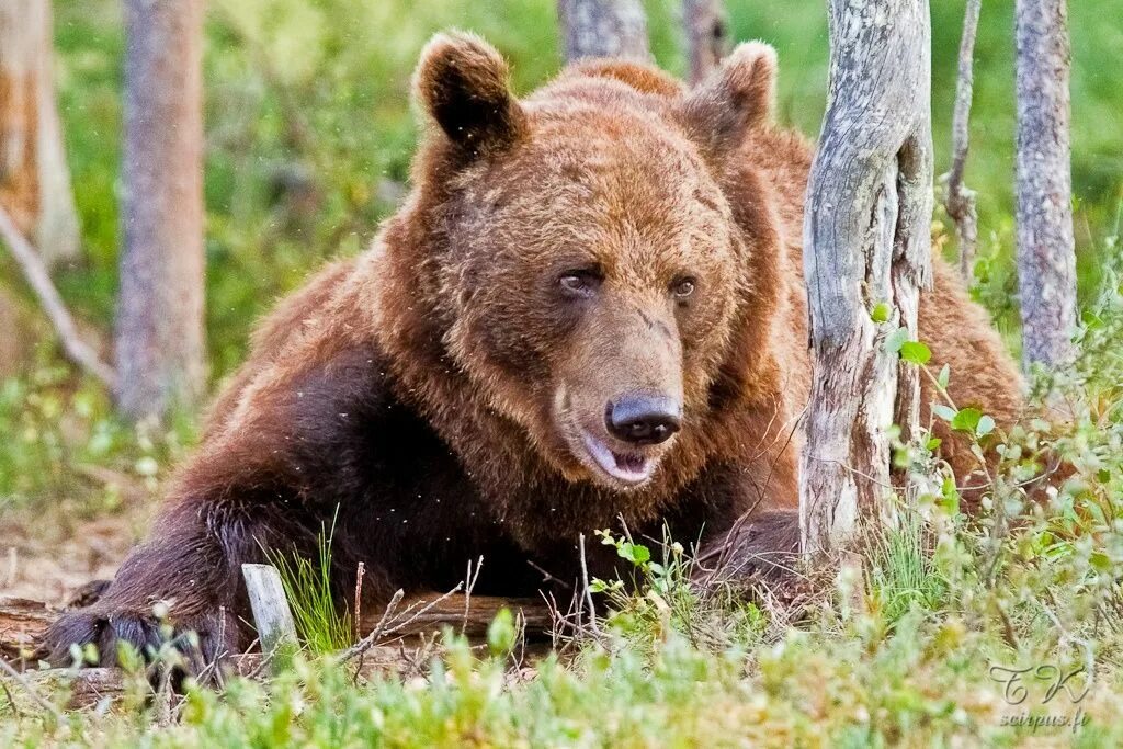 Среда обитания бурого медведя. Бурый медведь в финляндии. Бурый медведь (ursus arctos). Ареал медведей. Бурый медведь обитание.