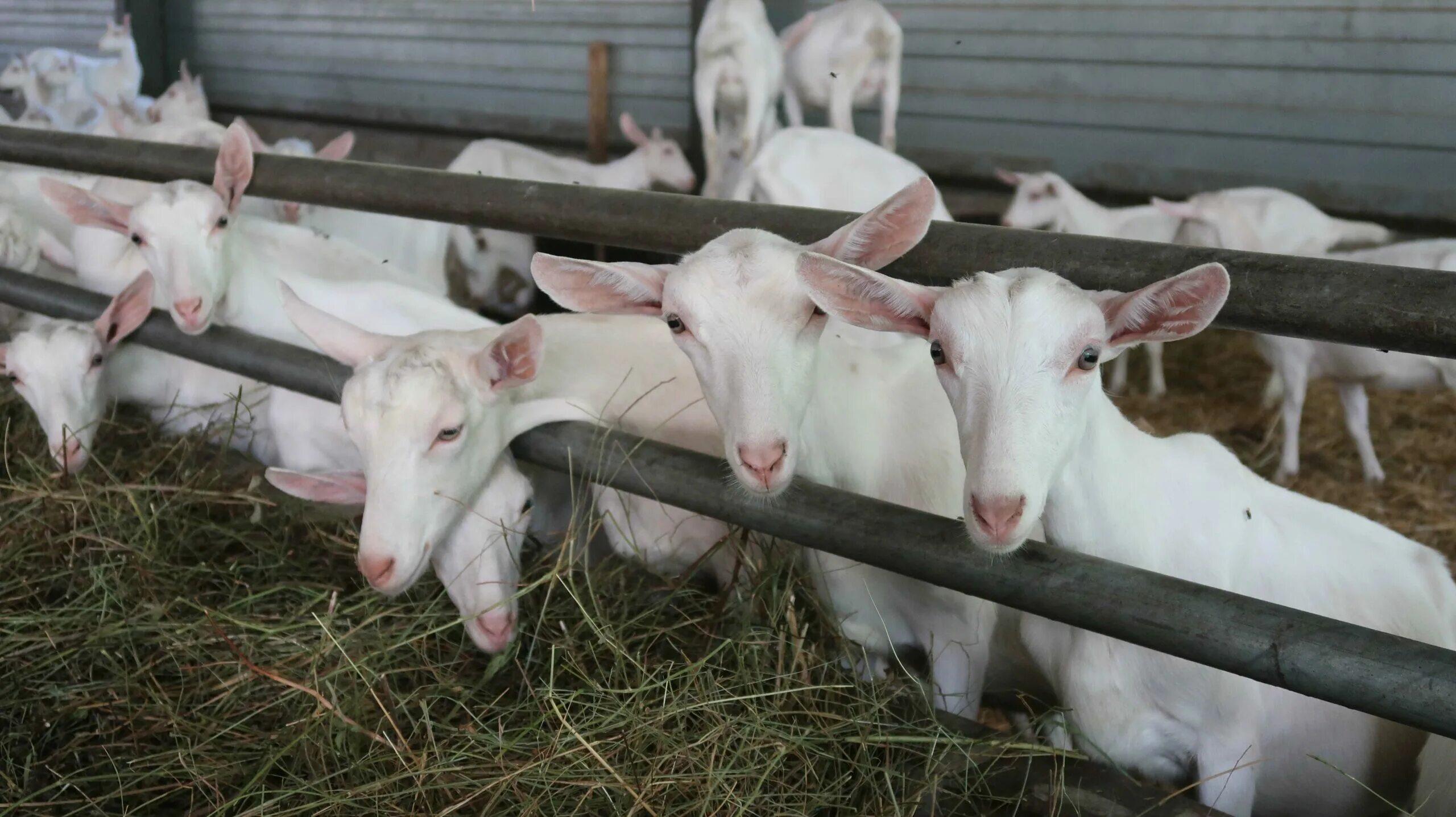 Продукция козоводства. Ферма коз ставропольского край. Козья ферма в надежде ставропольского края. Козы ставропольский край. Животноводство ставропольского края.